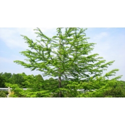 nasiona Modrzewnik chiński Pseudolarix szt5 Fore110