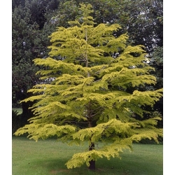 nasiona Modrzewnik chiński Pseudolarix szt5 Fore110