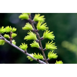 nasiona Modrzewnik chiński Pseudolarix szt5 Fore110