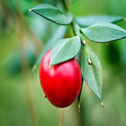 nasiona Myszopłoch kolczasty szt.5 Fore207