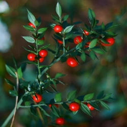 nasiona Myszopłoch kolczasty szt.5 Fore207