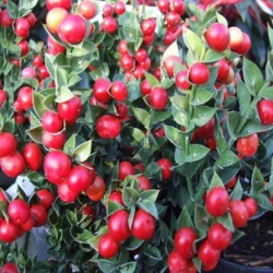 nasiona Myszopłoch kolczasty szt.5 Fore207