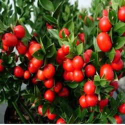 nasiona Myszopłoch kolczasty szt.5 Fore207