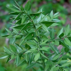 nasiona Myszopłoch kolczasty szt.5 Fore207