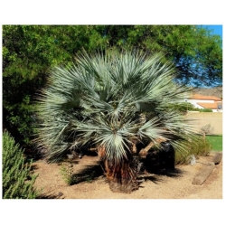 nasiona Niebieska palma Brahea szt5 Fore160