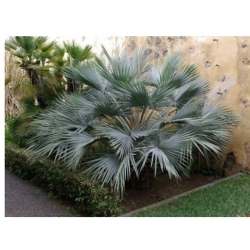 nasiona Niebieska palma Brahea szt5 Fore160