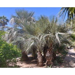 nasiona Niebieska palma Brahea szt5 Fore160