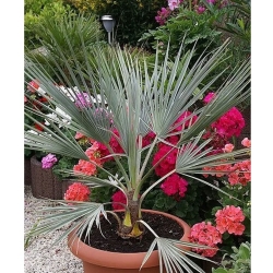 nasiona Niebieska palma Brahea szt5 Fore160