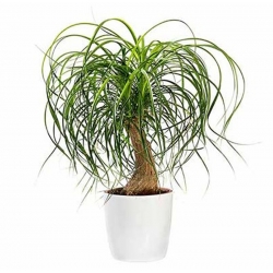 nasiona Nolina odgięta Beaucarnea szt5 Fore159