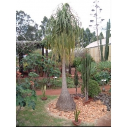 nasiona Nolina odgięta Beaucarnea szt5 Fore159