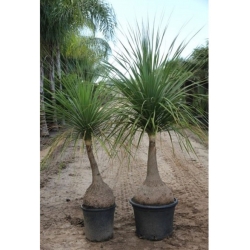 nasiona Nolina odgięta Beaucarnea szt5 Fore159