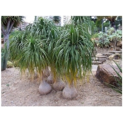 nasiona Nolina odgięta Beaucarnea szt5 Fore159