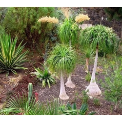 nasiona Nolina odgięta Beaucarnea szt5 Fore159