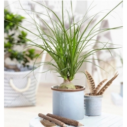 nasiona Nolina odgięta Beaucarnea szt5 Fore159