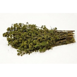 nasiona Oregano greckie białe Origanum szt5 Fore147