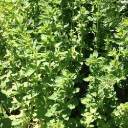 nasiona Oregano greckie białe Origanum szt5 Fore147