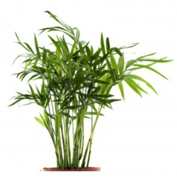 nasiona Palma koralowa Chamaedora szt5 Fore167