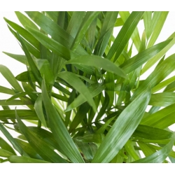 nasiona Palma koralowa Chamaedora szt5 Fore167