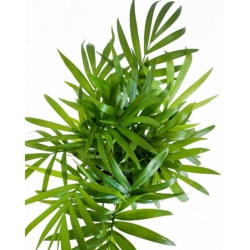 nasiona Palma koralowa Chamaedora szt5 Fore167