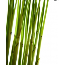 nasiona Palma koralowa Chamaedora szt5 Fore167