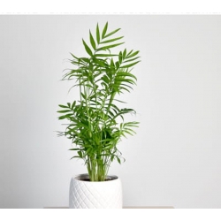 nasiona Palma koralowa Chamaedora szt5 Fore167