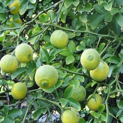 nasiona Pomarańcza trójlistkowa szt.5 Fore202