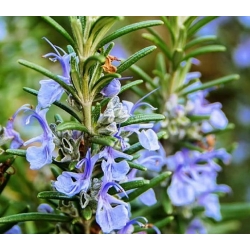 nasiona Rozmaryn Rosmarinus szt5 Fore149