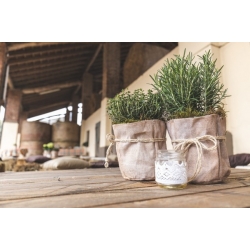 nasiona Rozmaryn Rosmarinus szt5 Fore149