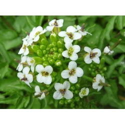 nasiona Rukiew wodna Nasturtium szt5 Fore145