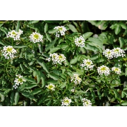 nasiona Rukiew wodna Nasturtium szt5 Fore145