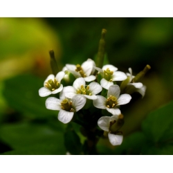 nasiona Rukiew wodna Nasturtium szt5 Fore145