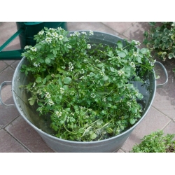 nasiona Rukiew wodna Nasturtium szt5 Fore145