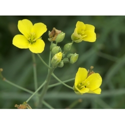 nasiona Rukola Sylvetta Diplotaxis szt5 Fore138