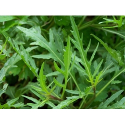 nasiona Rukola Sylvetta Diplotaxis szt5 Fore138