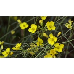 nasiona Rukola Sylvetta Diplotaxis szt5 Fore138