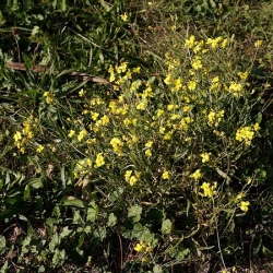 nasiona Rukola Sylvetta Diplotaxis szt5 Fore138