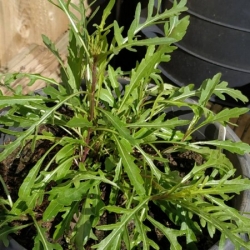 nasiona Rukola Sylvetta Diplotaxis szt5 Fore138