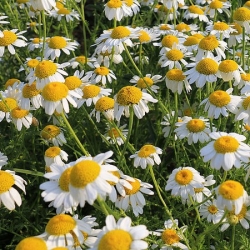 nasiona Rumianek pospolity Marticaria szt5 Fore142