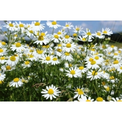 nasiona Rumianek pospolity Marticaria szt5 Fore142