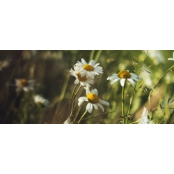 nasiona Rumianek pospolity Marticaria szt5 Fore142