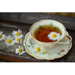 nasiona Rumianek pospolity Marticaria szt5 Fore142