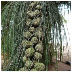 nasiona Rzewnia skrzypolistna Casuarina szt5 Fore166