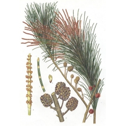 nasiona Rzewnia skrzypolistna Casuarina szt5 Fore166