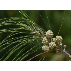 nasiona Rzewnia skrzypolistna Casuarina szt5 Fore166