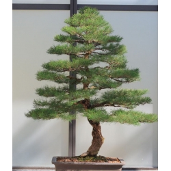 nasiona Rzewnia skrzypolistna Casuarina szt5 Fore166