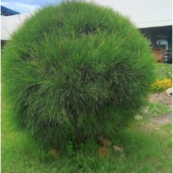 nasiona Rzewnia skrzypolistna Casuarina szt5 Fore166