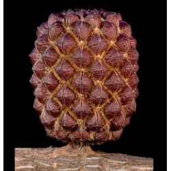 nasiona Rzewnia skrzypolistna Casuarina szt5 Fore166