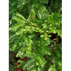 nasiona Sekwoja zawszezielona Sequoia szt5 Fore114