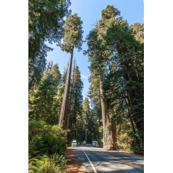nasiona Sekwoja zawszezielona Sequoia szt5 Fore114