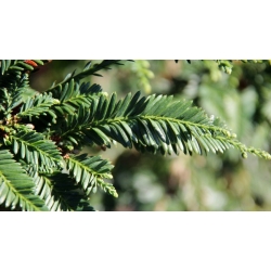 nasiona Sekwoja zawszezielona Sequoia szt5 Fore114